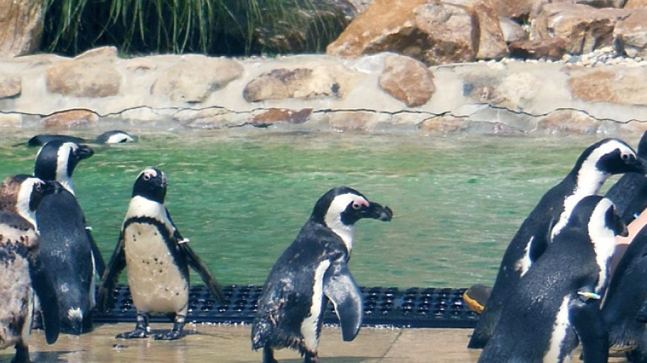 Penguins at Lehigh Valley Zoo